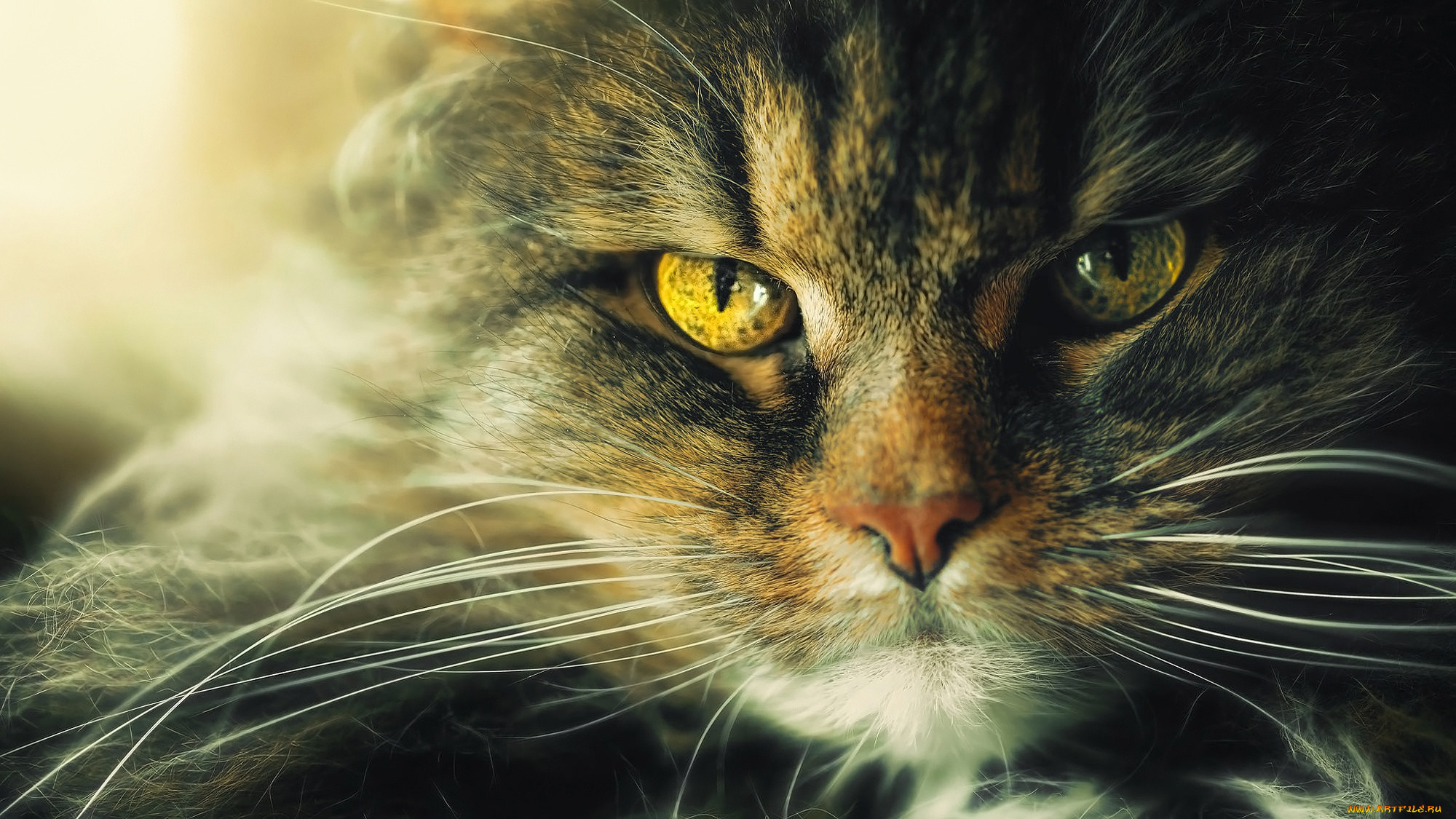 ��������, ����, ���, �����